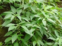 Strobilanthes callosus leaf3.jpg